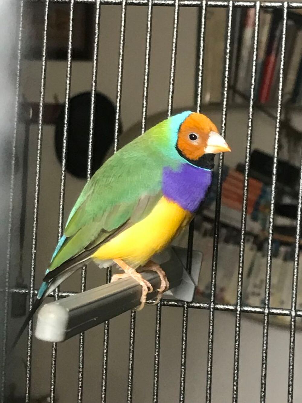   DIAMANT DE GOULD 90e 