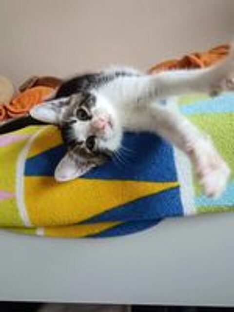   Finn, Merlin & Willy 