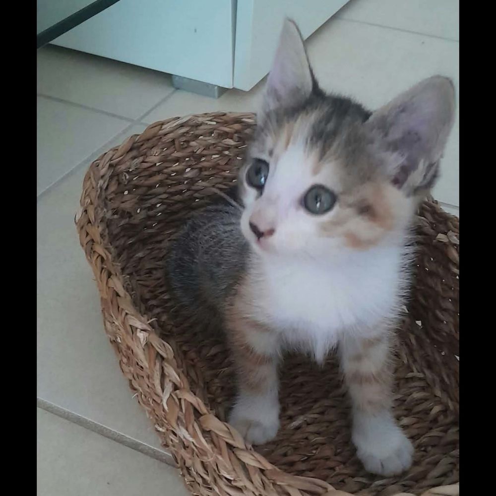   CLEMENTINE 