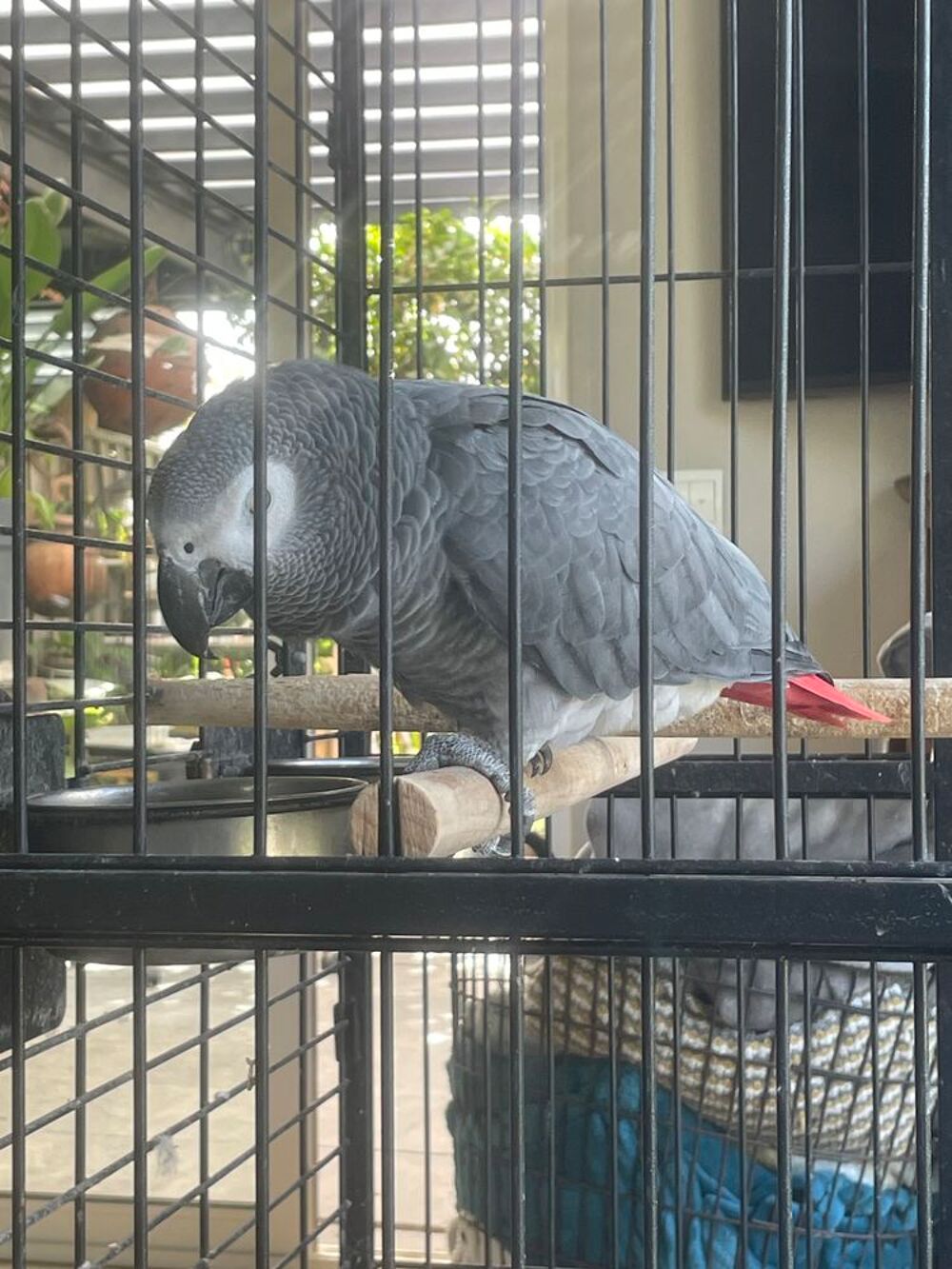  Recherche femelle gris du gabon 