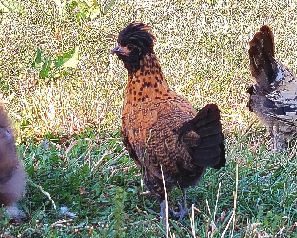   Jeune poule d ornement  