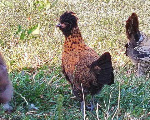 Jeune poule d ornement  20 71190 Étang-sur-arroux