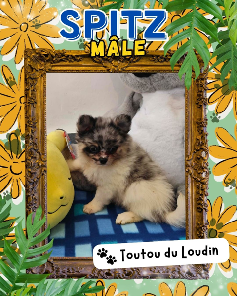 Chiot spitz m&acirc;le 1200 18140 Précy