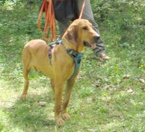   Caramel est àl'adoption 