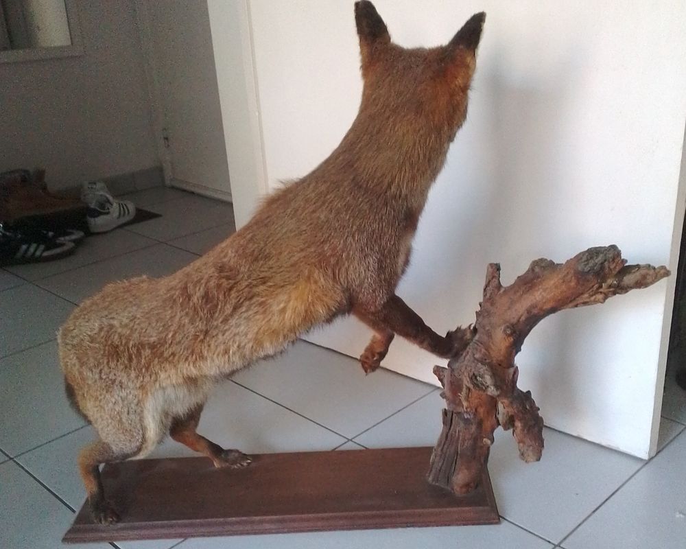 Gros Renard Naturalis&eacute; Décoration