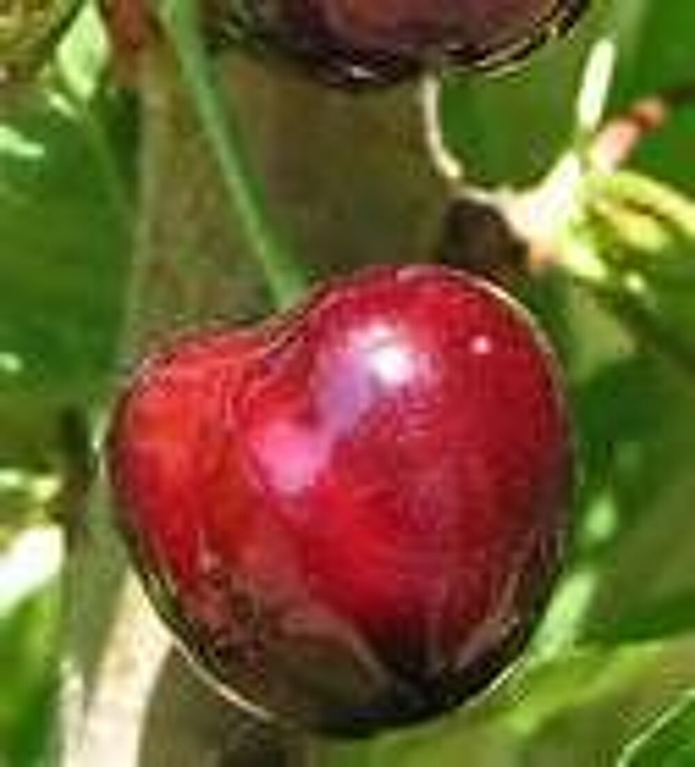 1 plant cerisier bigarreau moreau Jardin