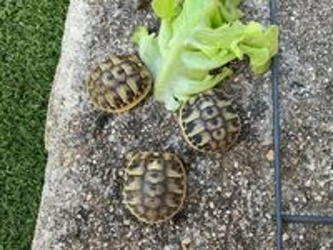   Bébés tortues de terre  