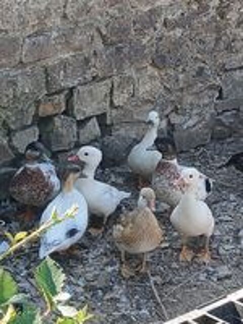   Canard mandarin  