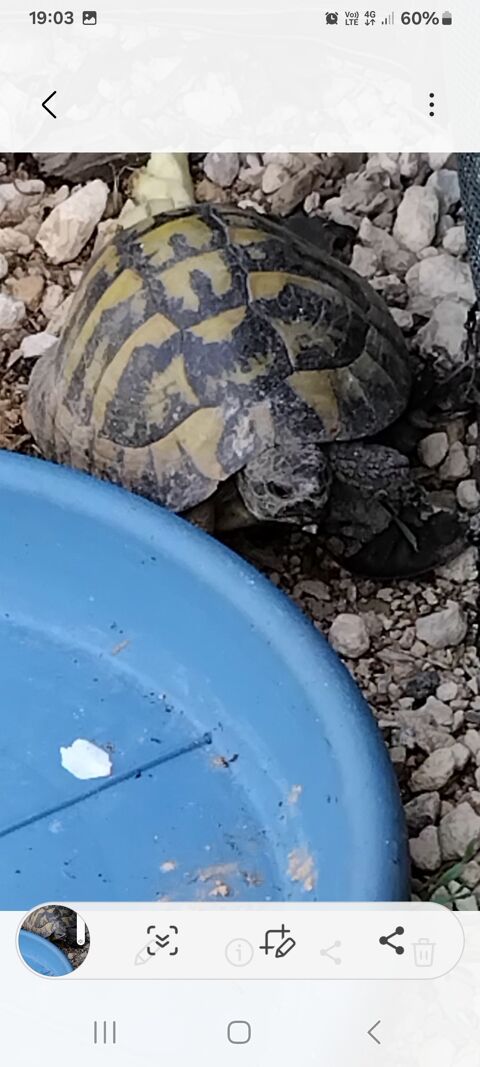 Tortue 200 13100 Aix-en-provence