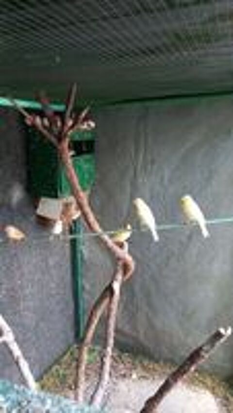   Jeunes de canaries jaunes 