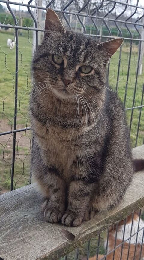 GIGI 13 ans petite mamie à sauver 50 16210 Chalais