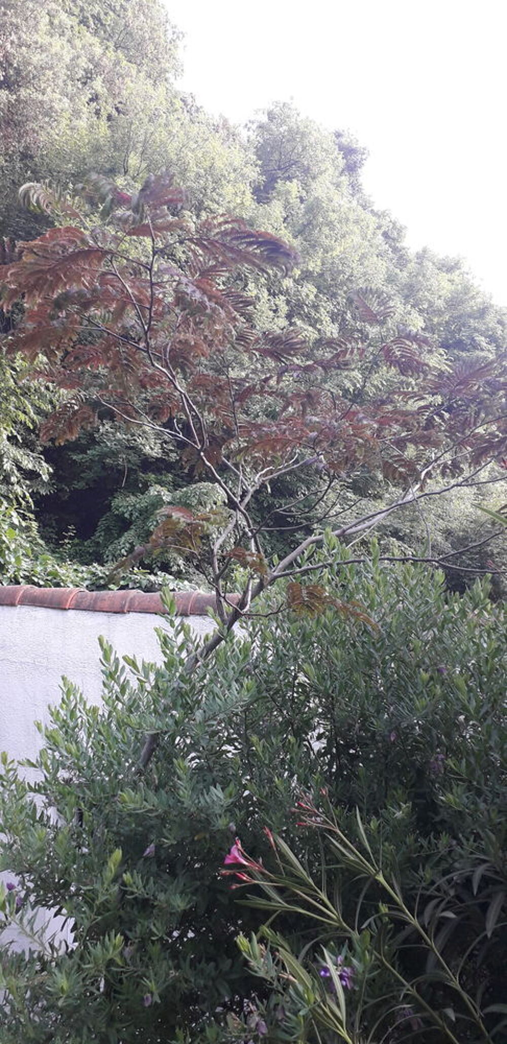Albizia chocolat 
Jardin