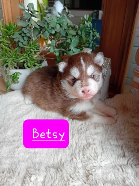 Pomsky F3 : Husky X pomeranien 0 01450 Labalme