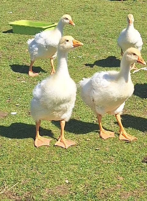 Oies du danube 50 29600 Morlaix