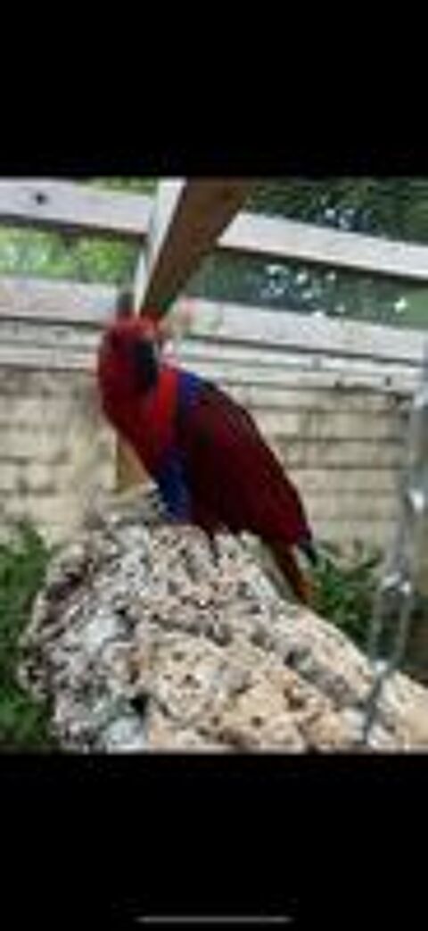  Grand Eclectus femelle (gratuit) 