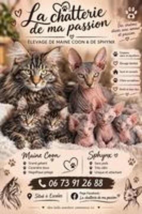   A retenir bébé sphynx et maine coon  
