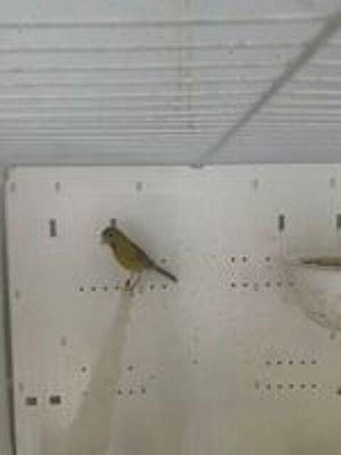   oiseaux 