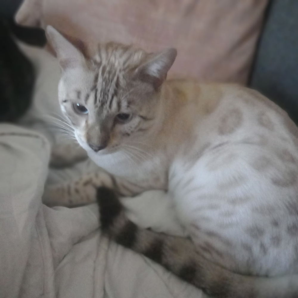   Bengal  