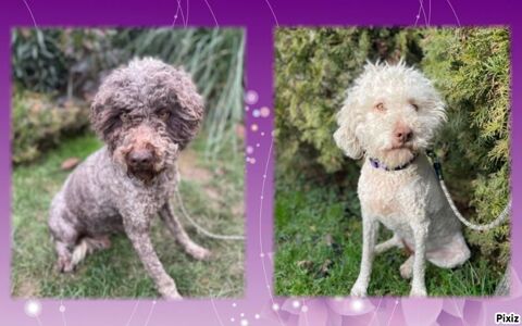 ARI m&acirc;le et NALA femelle Lagotto Romagnolo 3 ans 0 59300 Aulnoy-lez-valenciennes