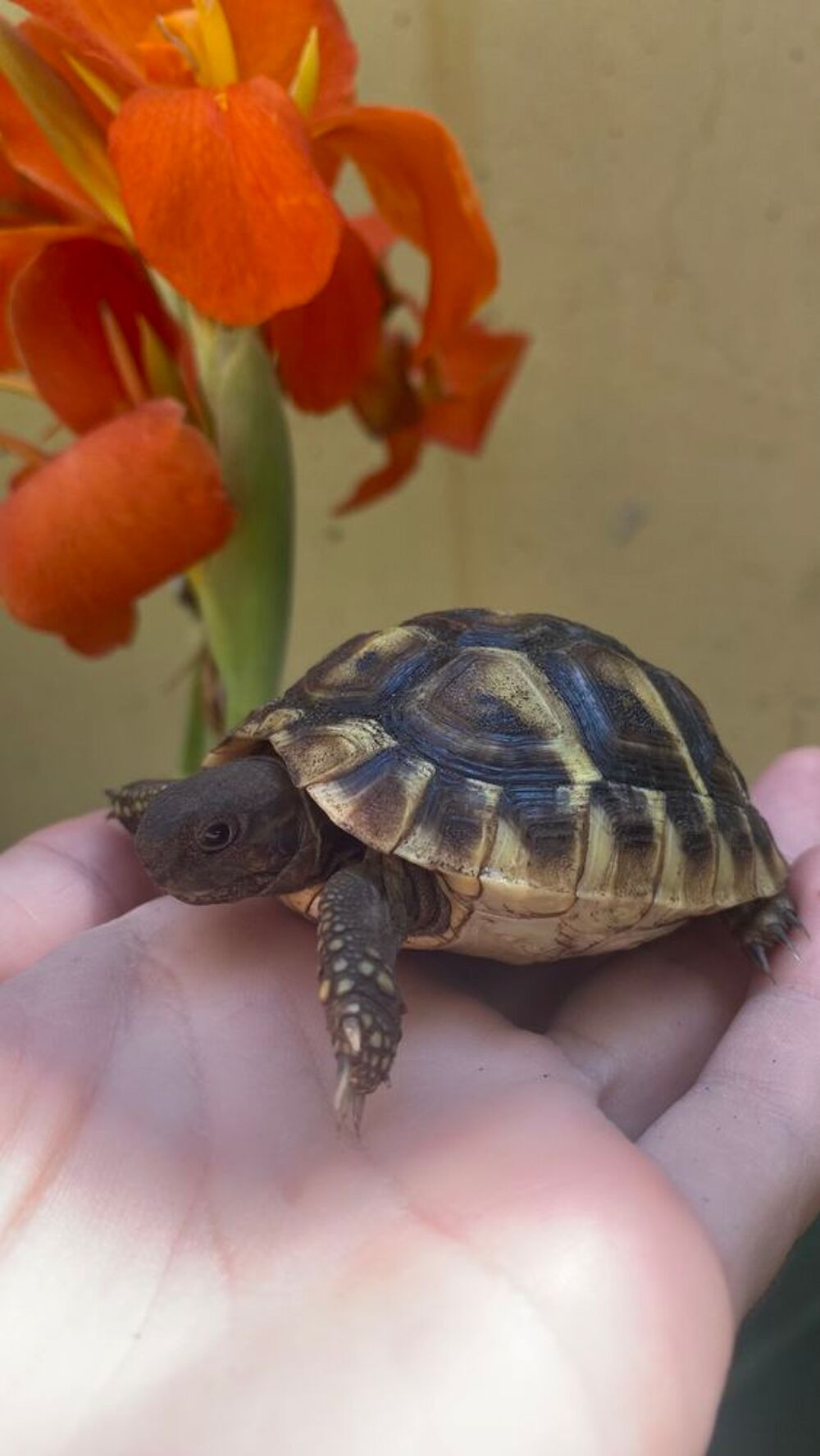   Tortue de terre - 1 an bébé  