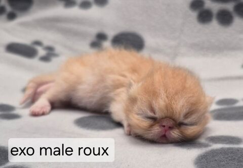 Exotic Shorthair 1200 22780 Ploun�rin