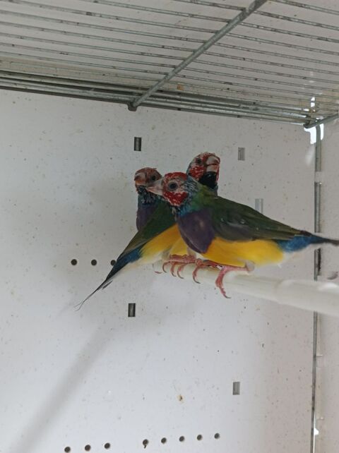 Diamant de Gould oiseau 35 49360 Maulvrier