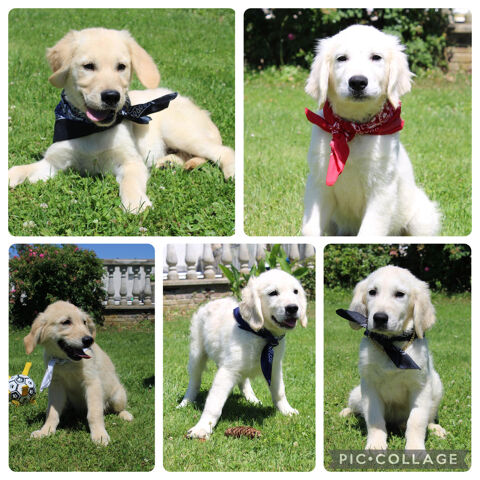 Golden Retriever
900 02300 Chauny
