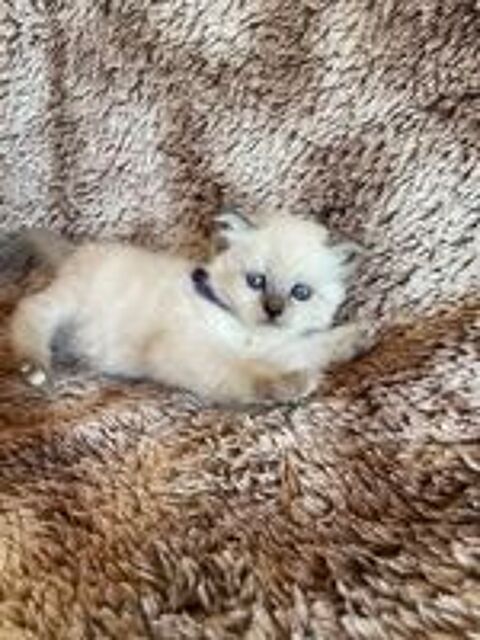   Chaton sacré Birmanie  
