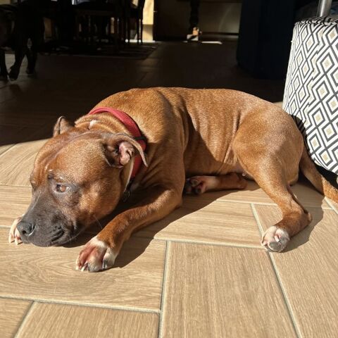 Pour offrir une nouvelle vie &agrave; la c&acirc;line Willow. ❤️ 300 26100 Romans-sur-is�re