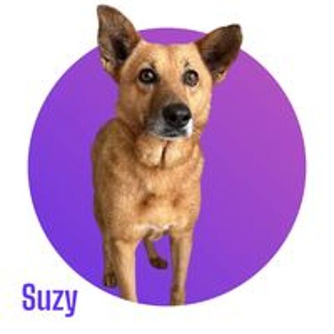   SUZY, 5 ans estimés, 15 kg, une crème à l'adoption 💖 