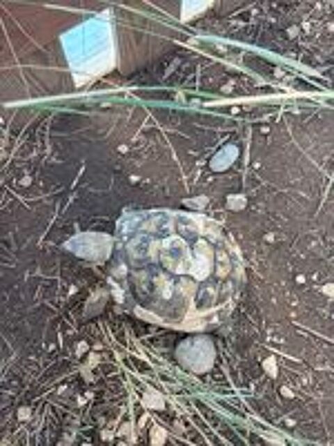   Tortues mâles  