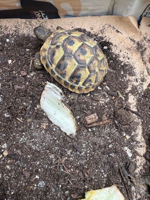tortue Herman 1 ans 2 ans 70 91310 Montlh�ry