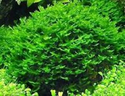   Plante / Mousse Lomariopsis lineata /Varech d'eau / Aquarium 