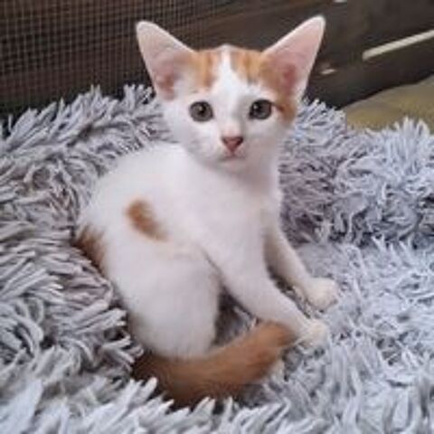   ✨️ IKAT ✨️ 🐱 
