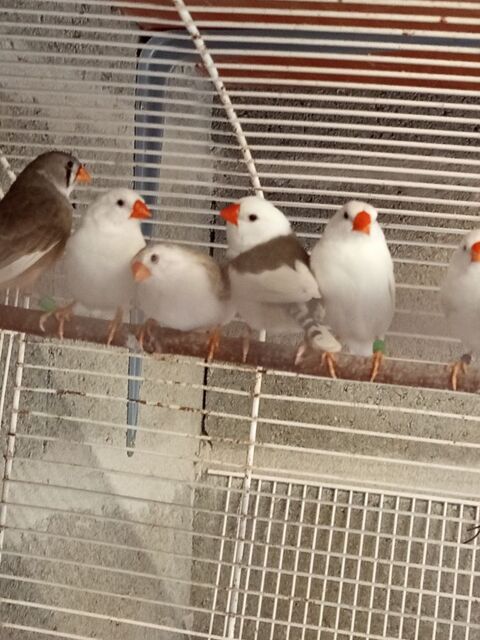 Oiseau mandarin blanc et panaché 15 85130 Saint-aubin-des-ormeaux