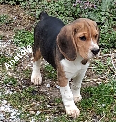 Chiots beagle LOF 600 12360 Peux-et-couffouleux