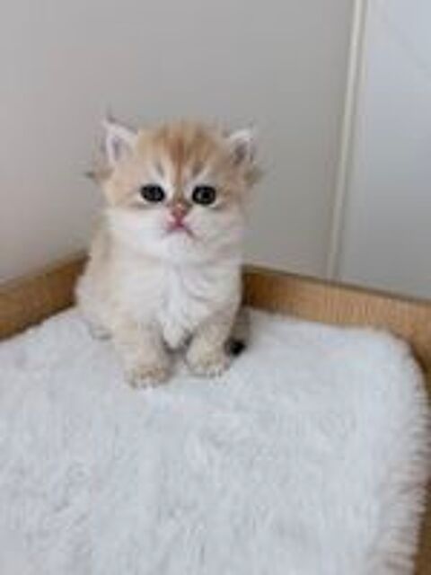   ? British chatons à réserver ! ?
