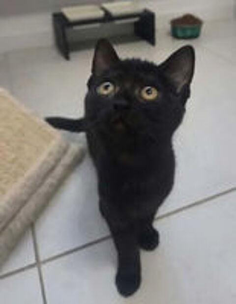   Ares chaton noir 2 mois adorable cherche famille 
