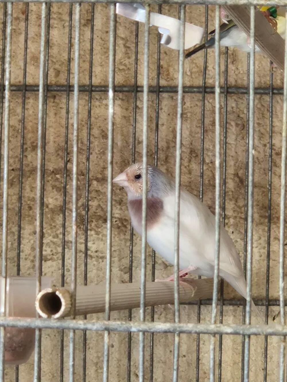  Diamant de gould 