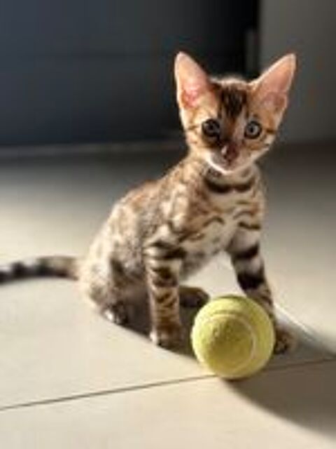   Chatons Bengal LOOF disponibles à la réservation 