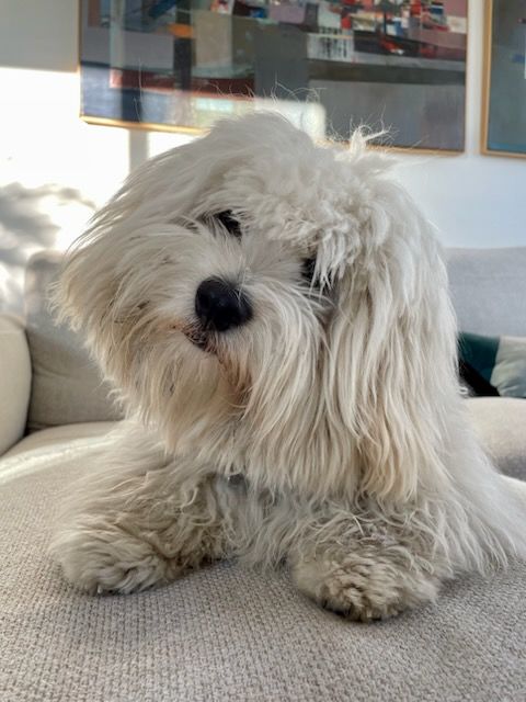  Don de coton de tulear 0 92100 Boulogne-billancourt