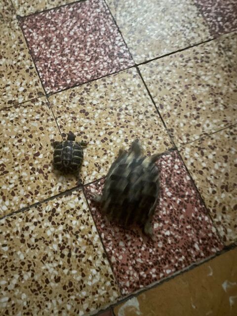 Tourtières de terre 80 13200 Arles