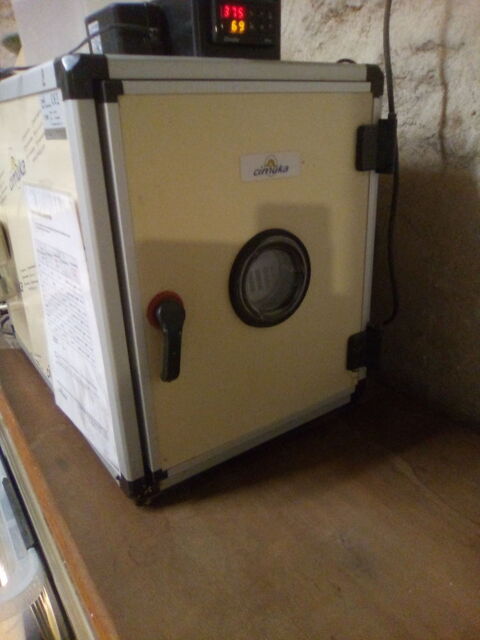 canards coureur indien 0 89580 Gy-l'�v�que