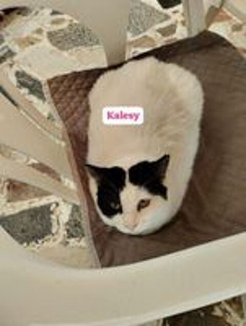  KALESY 
