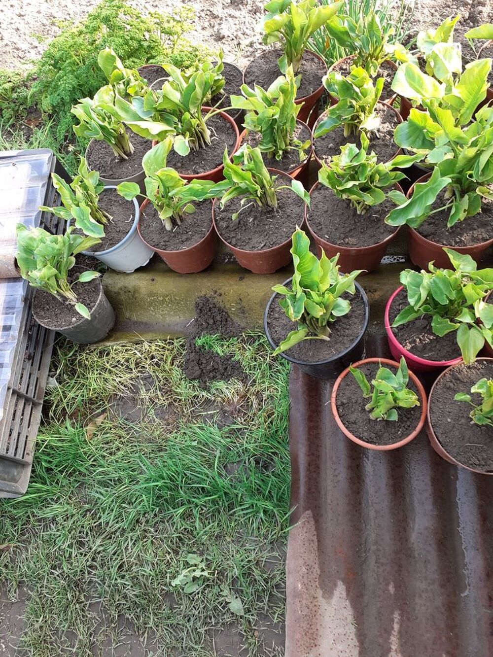 Pots d'arum blanc Jardin
