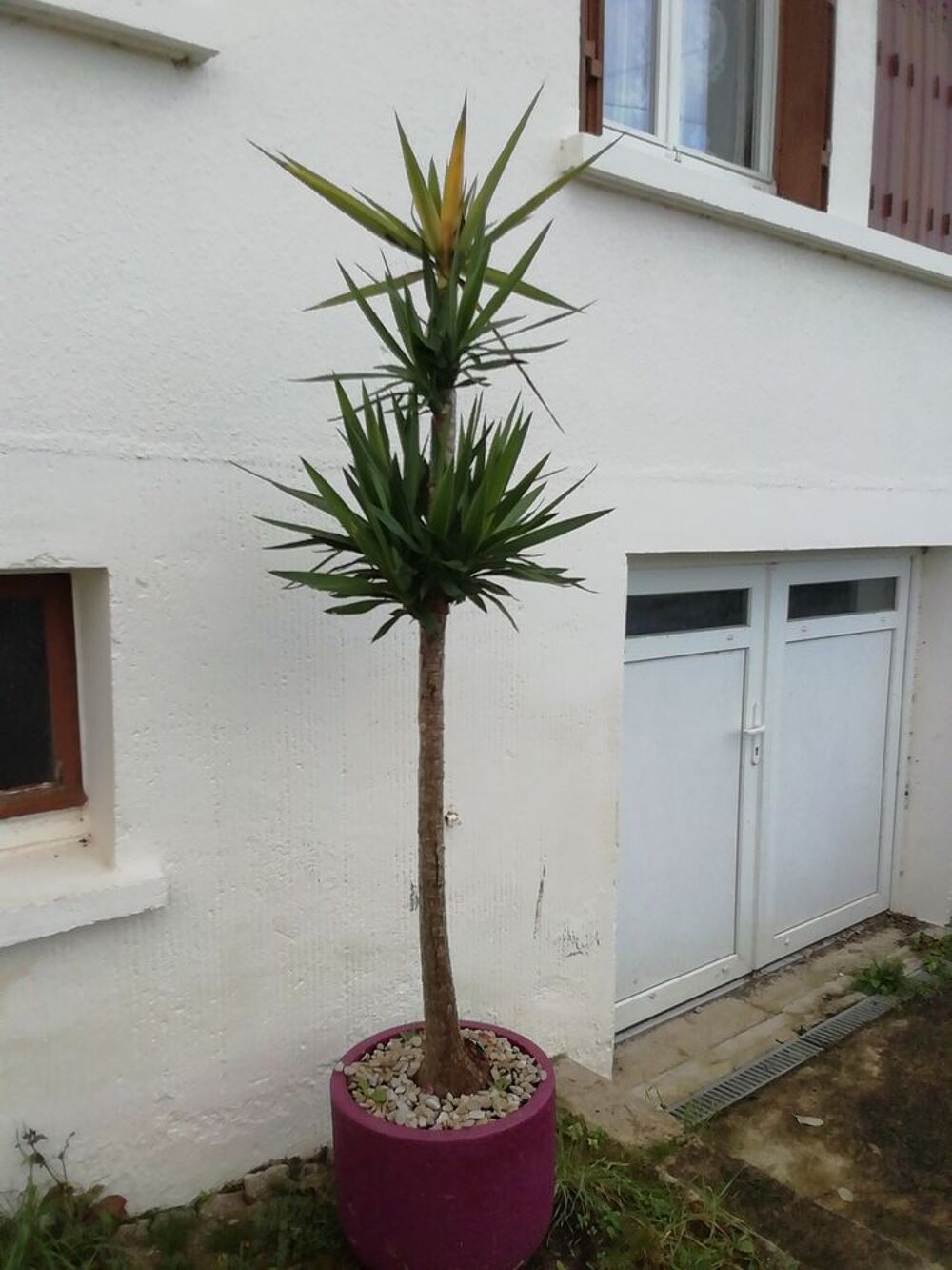 Yucca Jardin