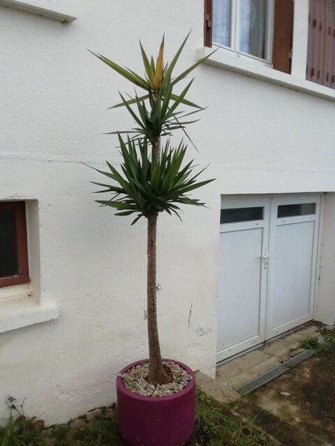 Yucca  50 Pinon (02)