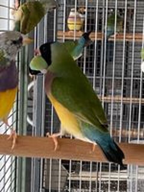   Diamant de Gould  