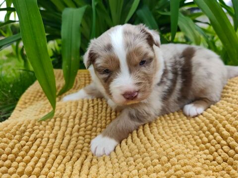 chiots berger australien rouge merle 1600 85440 Avrill�