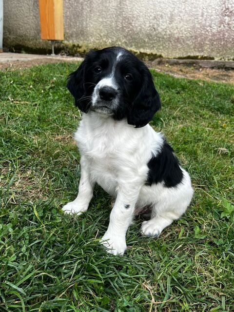 Chiots English Springer Spaniel 700 38780 Septme